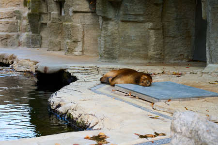 Seal laying with the head on a metal plate and sleeping. Looking very cute and tired. Zoo Schoenbrunn, Vienna.の写真素材
