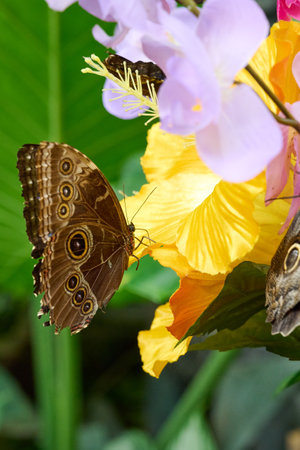 bright colorful butterflies sitting on a summer flowersの写真素材