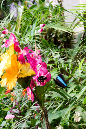 Butterfly sitting on a pink flower and looking directly into the cameraの写真素材