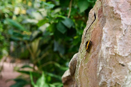 Beautiful yellow butterfly on a stone with enough space to place text on the picture.の写真素材