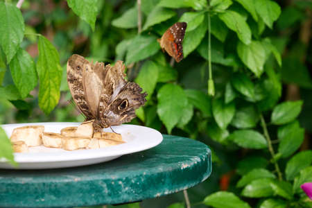 Multiple butterflies feasting on bananas and a red one flying away in the background.の写真素材