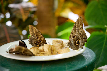 Multiple butterflies feasting on bananas and a red one flying away in the background.の写真素材