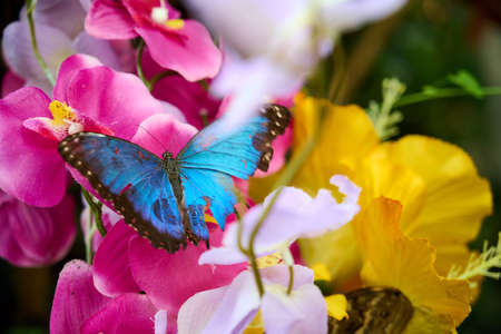 Natural pastel background. Morpho butterfly and pink flowers. Yellow and pink giving beautiful contrasts for the blue butterfly.の写真素材