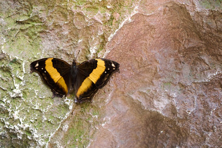 Beautiful yellow butterfly on a stone with enough space to place text on the picture.の写真素材