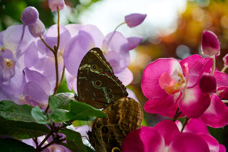 Butterfly with beautiful pattern sits on a leaf, in front of colorful flowers and eats. Very colorful and a fantastic bokaの写真素材