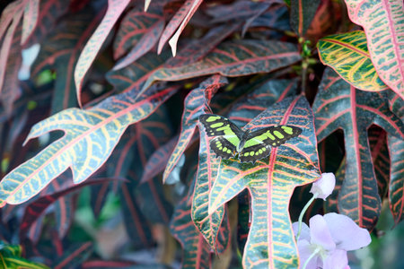 Green Butterfly sitting on red and green leaves. Looking very beautiful and calmの写真素材