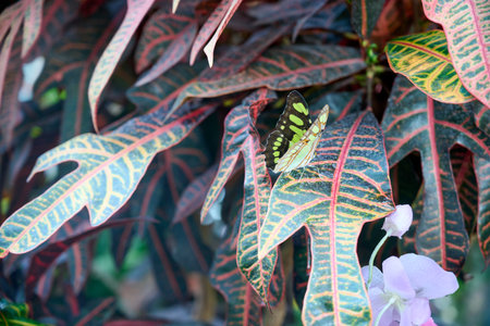 Green Butterfly sitting on red and green leaves. Looking very beautiful and calmの写真素材