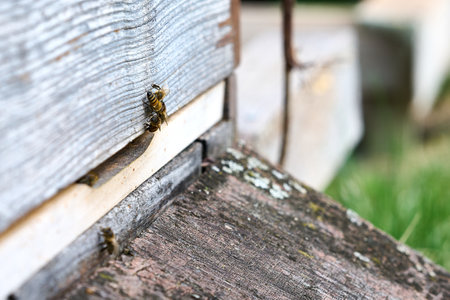 Macro of honey bees returning to their hiveの写真素材