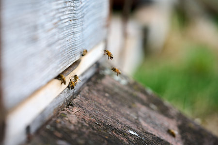 Macro of honey bees returning to their hiveの写真素材