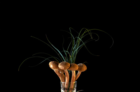 Mushroom Drink: honey fungus in glassの写真素材