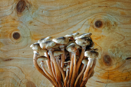 Honey fungus bokeh with rough wooden backgroundの写真素材