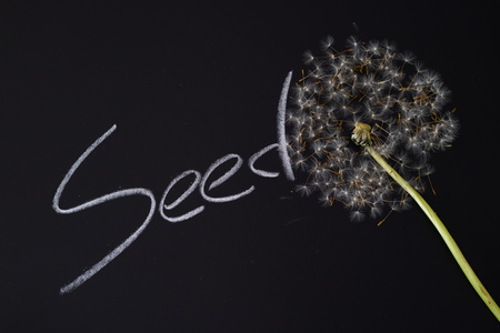 Dandelion flower seed head, writing text on black boardの写真素材