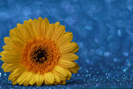 Single yellow flower closeup gerbera daisy with water drops, blue bokeh and selective focusの写真素材