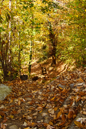 Trail through the autumn forest in the Alpsの写真素材