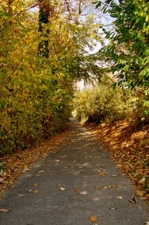 Road through the autumn forest, arched treesの写真素材