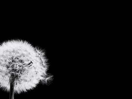 Closeup dandelion flower on black backgroundの写真素材
