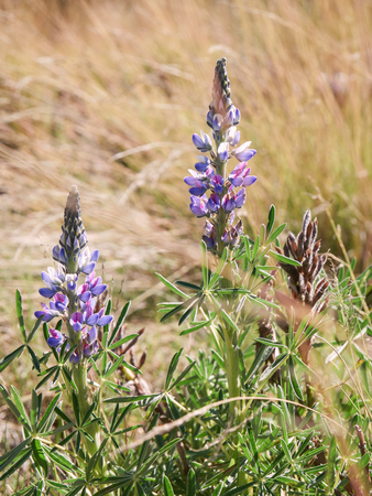 Purple volcanic flowers Lupinus glabrior grows near the Popocatepetl Volcano, Izta-popo, Mexico;の写真素材