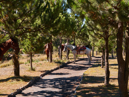Horses of Mexican pilgrims, rest tied to the trees of the forest near the Popocatepetl Volcano, Izta-Popo Zoquiapan National Park, Mexicoの写真素材