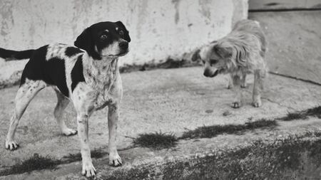 Hungry mexican street dog happily waits for foodの写真素材