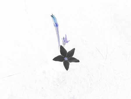Night Flowerの写真素材