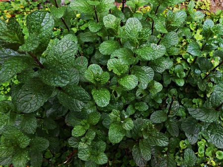 Bushes of green fresh aromatic mint leavesの写真素材