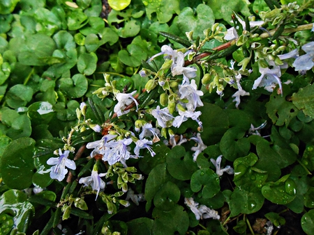 Fresh rosemary flowers in the parkの写真素材