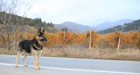 Guard of vineyardsの写真素材