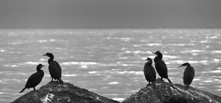 Wild birds resting on the rocks by the seaの写真素材