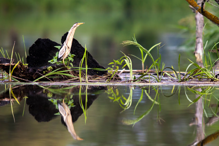 Bird and her reflection in waterの写真素材