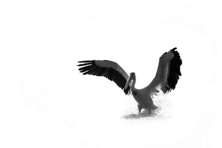 Pelican prey on fish on the Lake Sasykの写真素材