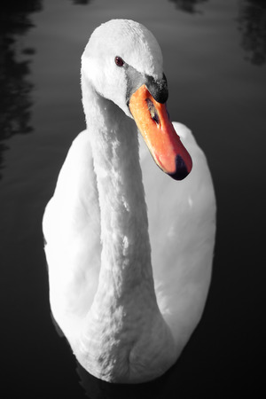 Swan portrait on water, curious swan on the lakeの写真素材