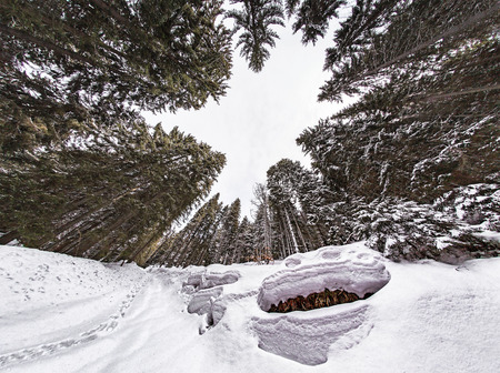Snow Toad in the forest