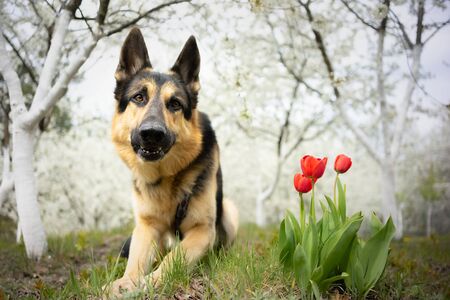 Shepherd dog posing in a cherry blossoming gardenの写真素材