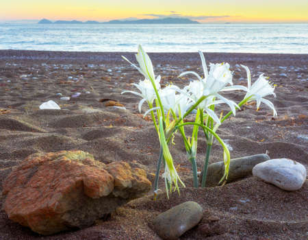 Sea Daffodil against the backdrop of island Rhodes, Pancratium maritimum. Carian Trail along the Aegean sea, Turkey.の写真素材