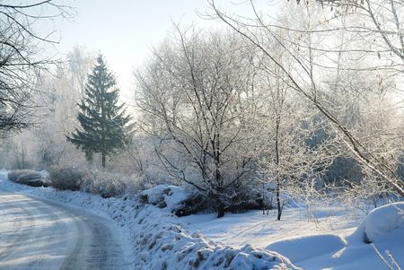 Trees covered with snow at winterの写真素材