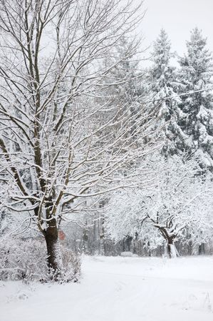Some trees covered with snowの写真素材
