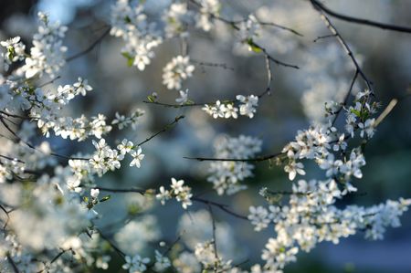 Beautiful white plum blossoms in early springの写真素材