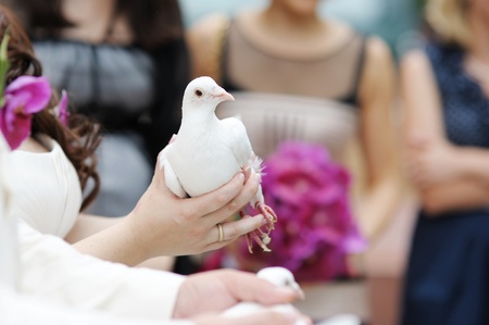A white wedding dove at brideの写真素材