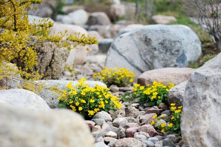 Marsh marigold blossoming on the stones at japanese gardenの写真素材