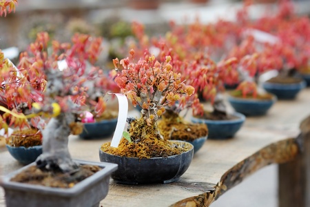 Row of bonsai trees at a japanese gardenの写真素材