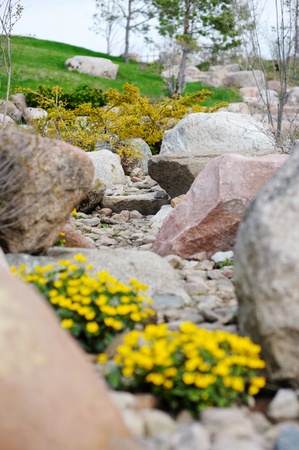 Marsh marigold blossoming on the stones at japanese gardenの写真素材