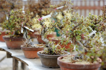 Row of bonsai trees at a japanese gardenの写真素材