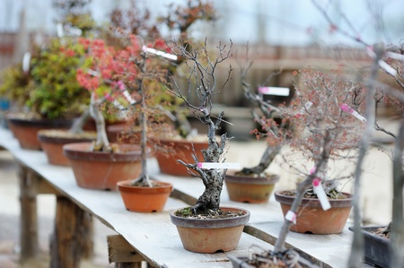 Row of bonsai trees at a japanese gardenの写真素材