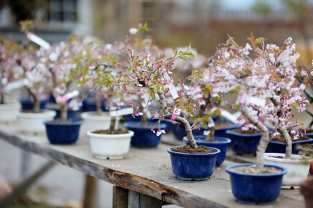 Row of bonsai trees at a japanese gardenの写真素材