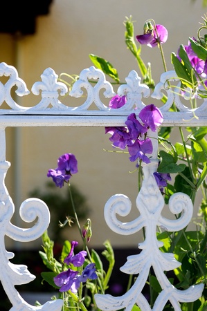Sweet pea blossoming at a white fenceの写真素材