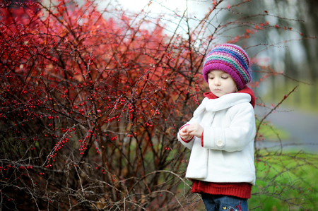 Adorable toddler in barberry bushes on beautiful autumn dayの写真素材