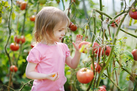 Adorable little girl picking tomatoes in a gardenの写真素材