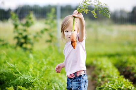 Adorable little girl picking carrots in a gardenの写真素材