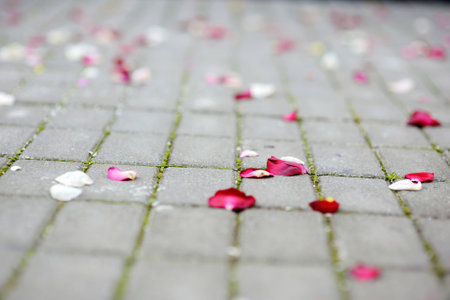 Rose petals laying at the ground after wedding ceremonyの写真素材