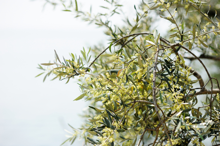Close-up of olive tree in blossomの写真素材